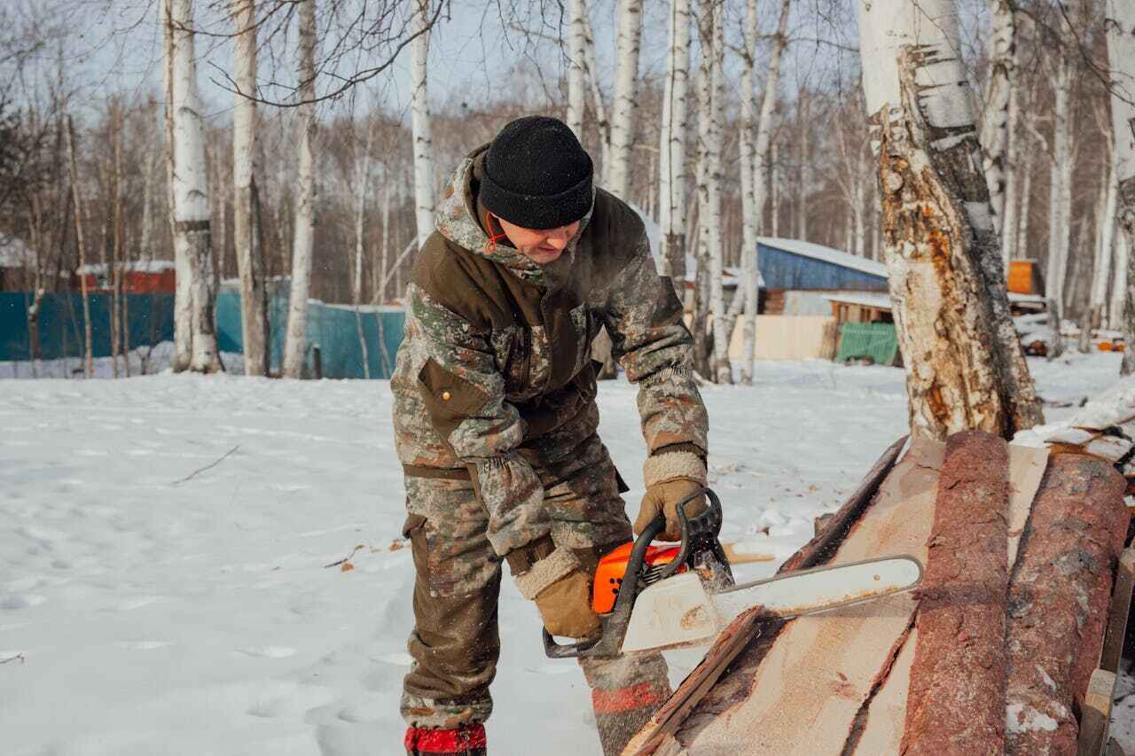 The Steps Involved in Our Tree Care Process in Columbia Heights, MN